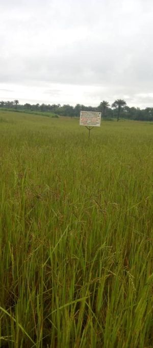 img 20211004 wa0006 1 