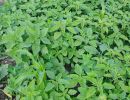 green leafs  english spinach 