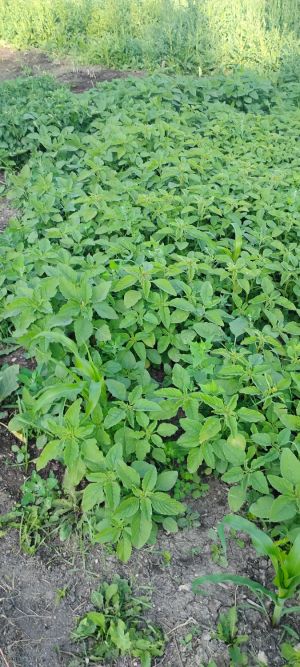 green leafs  english spinach 